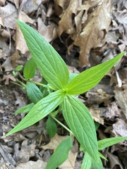 Spigelia marilandica