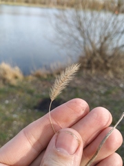 Setaria viridis