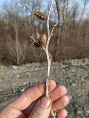 Xanthium orientale