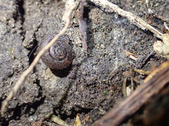 Thalassohelix igniflua