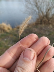 Setaria viridis