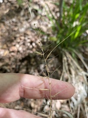 Elymus hystrix