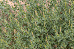 Stillingia treculiana