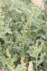 Stillingia treculiana