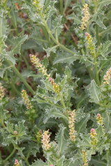 Stillingia treculiana