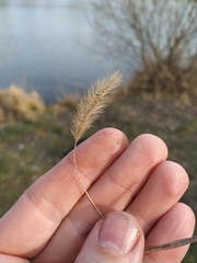 Setaria viridis