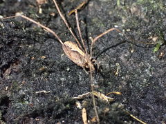 Forsteropsalis marplesi