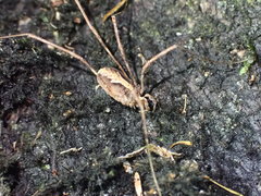 Forsteropsalis marplesi