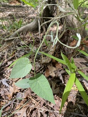 Calystegia catesbeiana