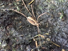 Forsteropsalis marplesi