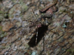Amphineurus hudsoni