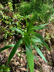 Lilium pardalinum