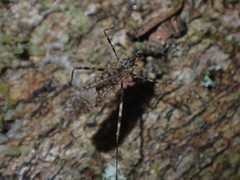 Amphineurus hudsoni
