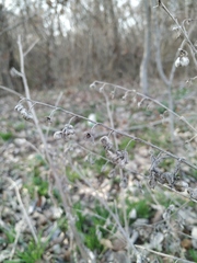 Cynoglossum officinale