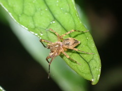 Desidae