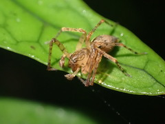 Desidae