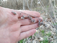Cynoglossum officinale