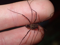 Forsteropsalis marplesi