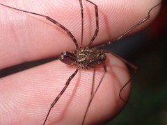 Forsteropsalis marplesi