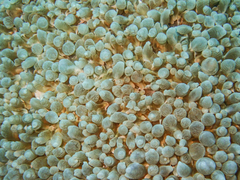 Physogyra lichtensteini