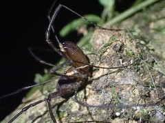Forsteropsalis marplesi