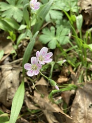 Claytonia caroliniana