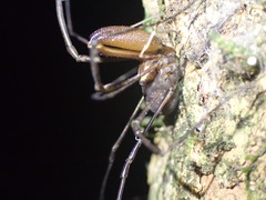 Forsteropsalis marplesi