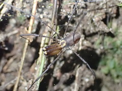 Forsteropsalis marplesi