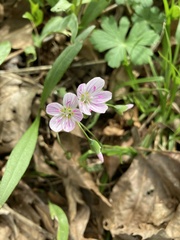 Claytonia caroliniana