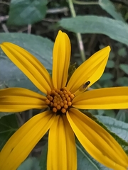 Hymenostephium quitensis