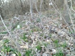 Cynoglossum officinale
