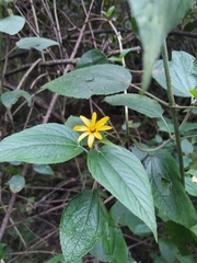 Hymenostephium quitensis