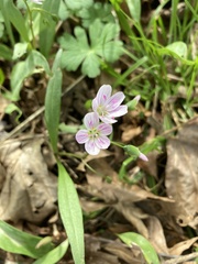 Claytonia caroliniana