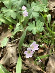 Claytonia caroliniana
