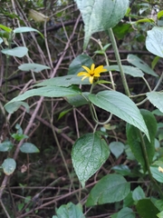 Hymenostephium quitensis