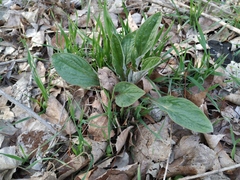 Cynoglossum officinale