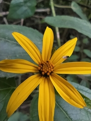 Hymenostephium quitensis