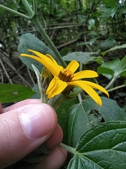 Hymenostephium quitensis