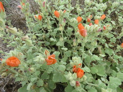 Sphaeralcea lindheimeri