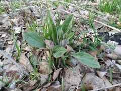 Cynoglossum officinale