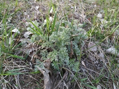 Artemisia absinthium