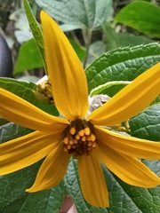 Hymenostephium quitensis