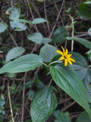 Hymenostephium quitensis