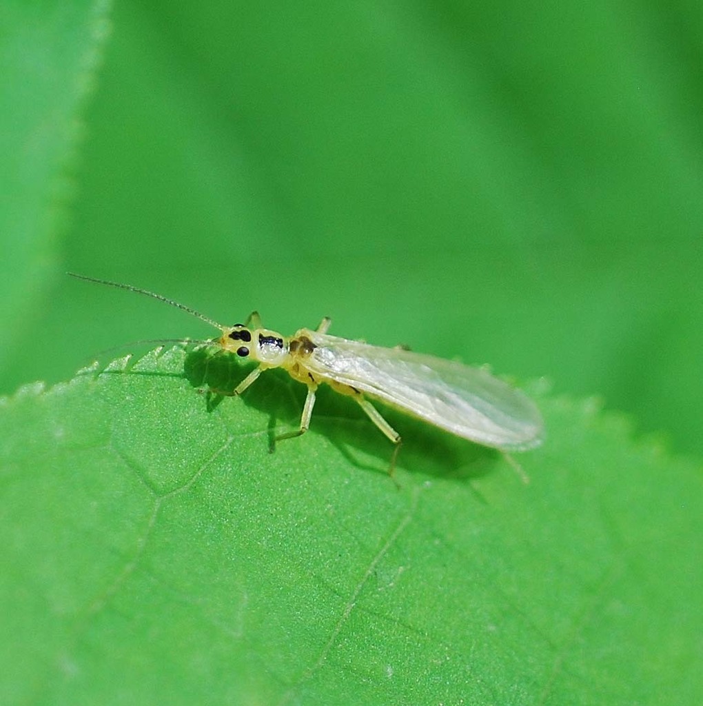 Sweltsa nikkoensis
