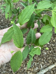 Philadelphus inodorus