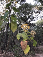 Rumfordia floribunda