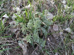 Artemisia absinthium