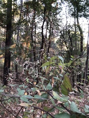 Rumfordia floribunda