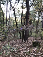 Rumfordia floribunda