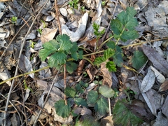 Geum urbanum